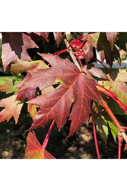 Пірамідальний клен фрімані Джефферсред восени.
